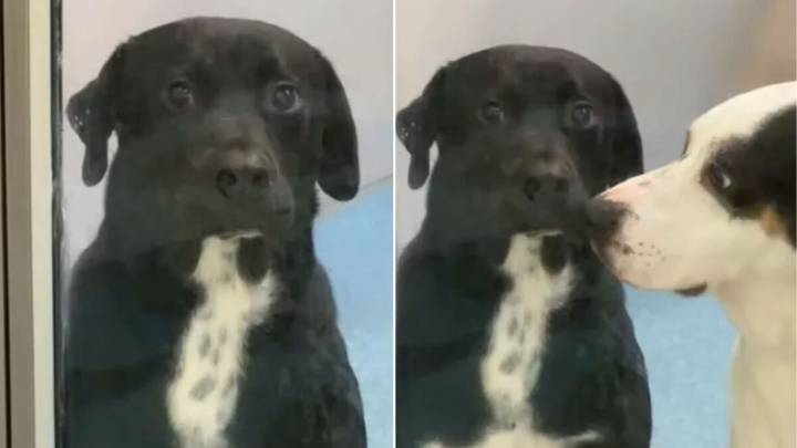Dog Waits 700 Days In Texas Shelter With No Luck Until Everything Changes