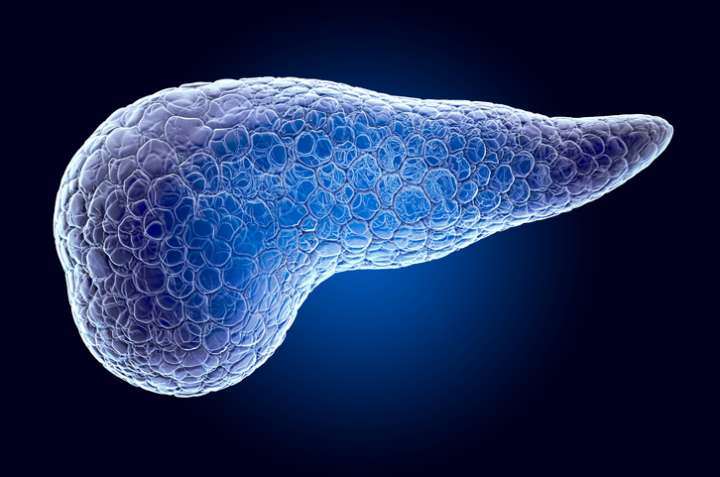 Obesity Drug Design Advanced with Amylin Functional Insights