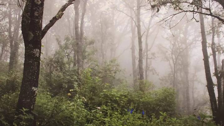 Guardabosques voluntarios de Acámbaro inauguran la muestra “Tesoro Natural”
