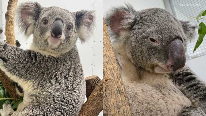 Special delivery! | UPS delivers newest additions to Louisville Zoo