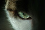 Rabies Alert in Hall County: What We Know