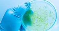 Warning issued as common toxic substance could 'kill dog in minutes'