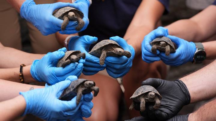 Philly Zoo reveals 16 endangered tortoise hatchlings