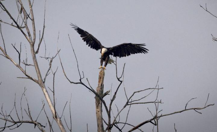 In the Quad Cities, project near eagle habitat divides community