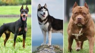 Huskies, doberman y pitbull: ¿Por qué la elección de la raza es crucial? #23Ago