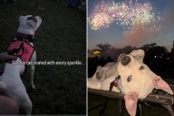 Two Deaf Dogs Attend Firework Display, Reactions Couldn't Be More Different