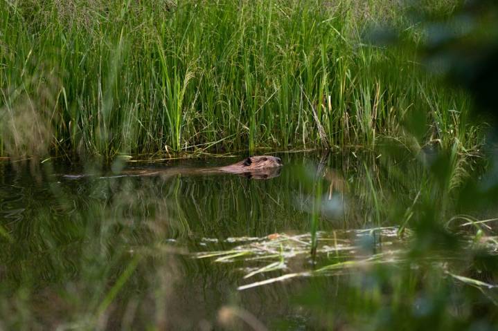 Birding: Each species plays a role