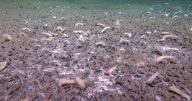 Science news: Researchers find undiscovered underwater ecosystem