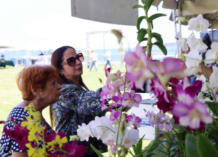 Cataño celebra el 10mo Festival de Orquídeas este fin de semana