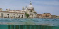 Cómo funciona el “bosque invertido” que mantiene a flote a Venecia
