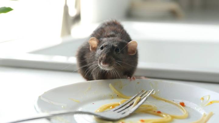 Heading on vacation? Expert shares the 'often overlooked' routine that will keep pests away from your home