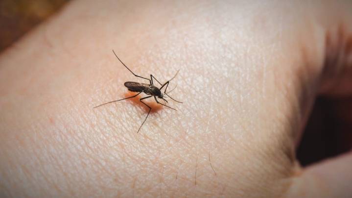 West Nile detected in San Antonio mosquito, health officials say