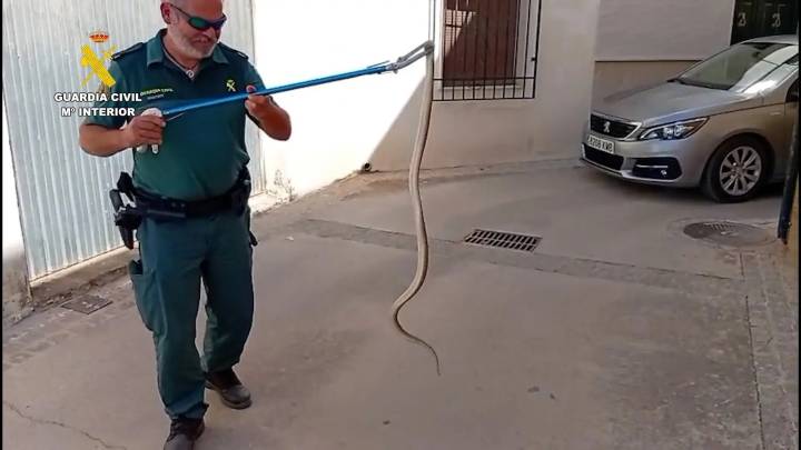 Pánico en Córdoba: capturan a una culebra de metro y medio cuando intentaba entrar en una casa en Zamoranos
