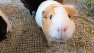 Prisoners ‘slaughtered and ate’ guinea pigs while working at animal shelter 