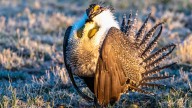 This Underrated National Park Is The Best Place To Spot One Of America's Rarest Birds