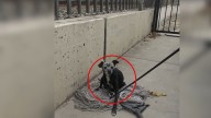 California Rescuers Find Dog Lying On A Mop, Then Learn Her Devastating Secret