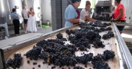 La vendimia de la Serranía, en imágenes