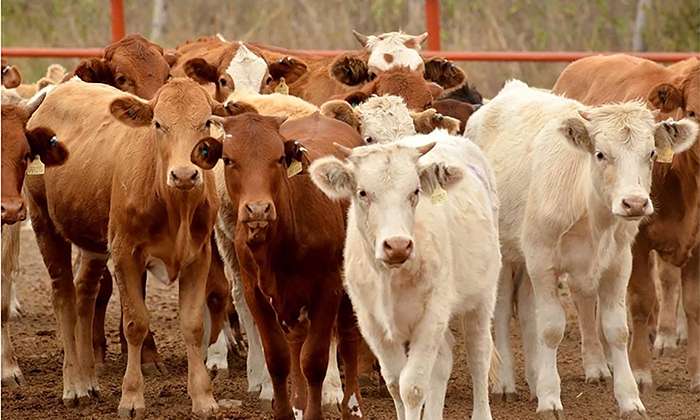 Quedan sin cruzar 120 mil cabezas de ganado por cierre de frontera de EU