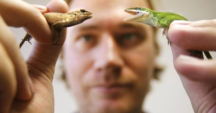 Lizards in New Orleans have highest blood-lead levels ever recorded, study finds