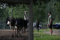 Supporters converge on BC ostrich farm planning top court appeal to stop cull