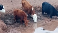 Productores de Santo Domingo denuncian desvíos de agua y mortandad de animales por la sequía
