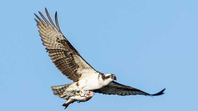 Bird drops fish on power lines and sparks brush fire in Canada