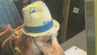 From steak to ice cream, these restaurants have special menu items for dogs