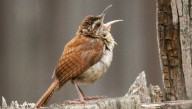 Bird Song Follows Zipf’s Law Of Abbreviation, A Fundamental Law Of Human Language