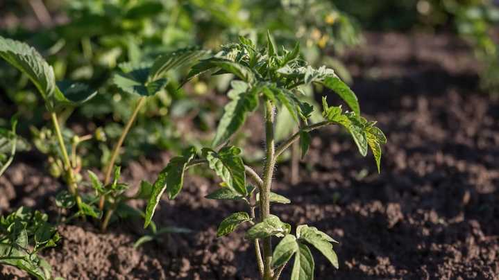 This Classic Soil Mistake Is Probably Why Your Tomato Plants Aren't Growing Fruit