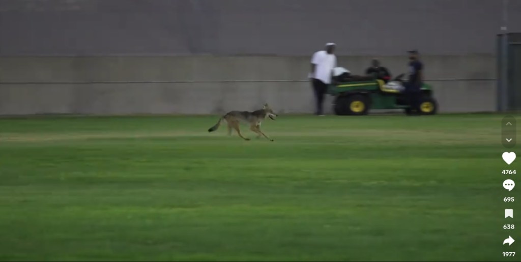 Coyote attacks boy, 6, during softball game at Carson park