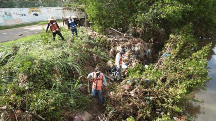 Brigada interviene en la poda de manglares protegidos en el Arroyo Jabalines en Mazatlán