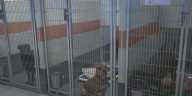 Cedar Rapids animal shelter fails two state inspections