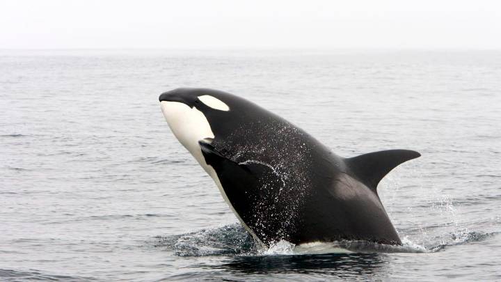 Sorpendente hallazgo: las orcas se acercan a los humanos para ‘regalarles’ comida