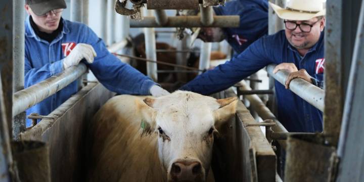 To stop a flesh-eating cattle parasite in Mexico from crossing the border, the U.S. will build a $750 million factory that breeds sterile flies