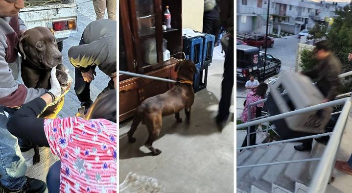 Autoridades rescatan a pitbull tras denuncia de maltrato en Mineral de la Reforma