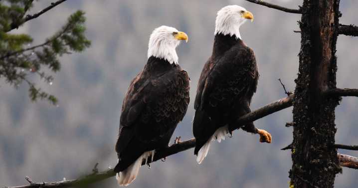 Biologists report shows bald eagle population in Eastern Kentucky is growing