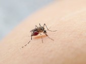 Cambio climático. Un incapacitante virus transmitido por mosquitos se extiende a nivel global