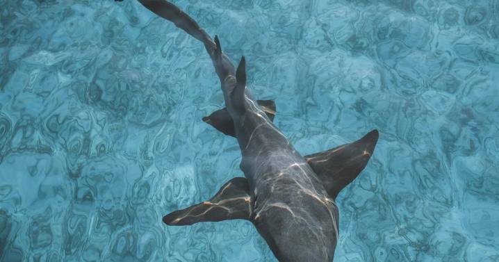 Científicos revelan que los tiburones estarían perdiendo sus dientes por la acidez del océano