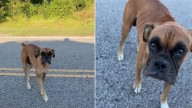Dog Saved By Texas Rescuer Has The Sweetest Reaction To Receiving Cuddles For The First Time