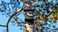 Before You DIY That Bat House, Experts Have A Warning