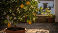Qué tipo de maceta necesita el limonero para crecer fuerte y rápido, según expertos