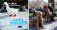 72 Hilarious And Heartwarming Animal Moments Spotted On The Streets