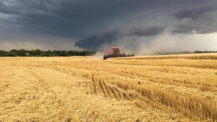 Tormenta de Santa Rosa: la lluvia de hasta 130 mm en la región núcleo pone en riesgo el trigo y el maíz