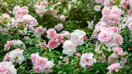 Give Rose Bushes A Natural Boost With A Kitchen Scrap You'd Be Tossing Anyway