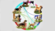 De dónde vienen los perros: los países que dieron origen a más razas caninas
