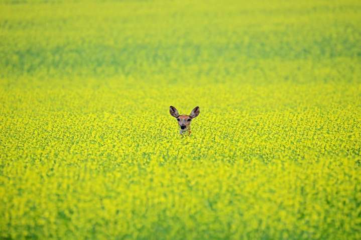 Kinew calls for Ottawa to help canola farmers hurt by China’s tariffs