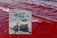 Marea roja: muerte de fauna por tres algas tóxicas entre Chelem y Chuburná, dice el Cinvestav