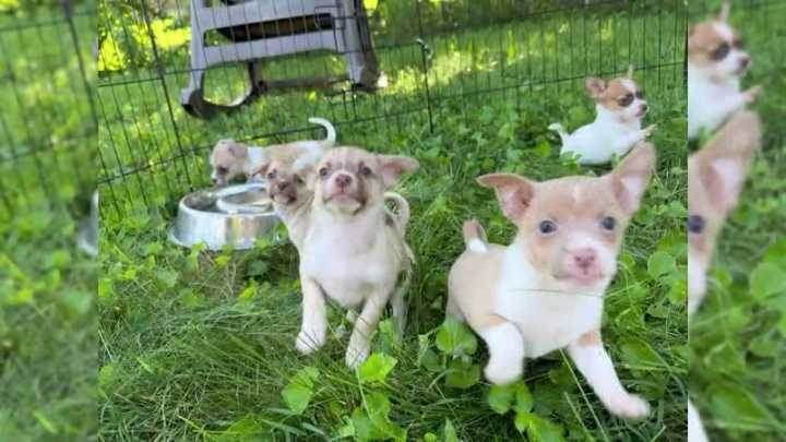 Humane Society offering 50% off adoption fees this month