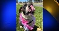 Find a new best friend at Butte Humane Society's Paws in Paradise event