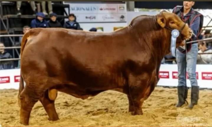 «Mafioso» se convirtió en el toro más caro de la historia de los remates de reproductores